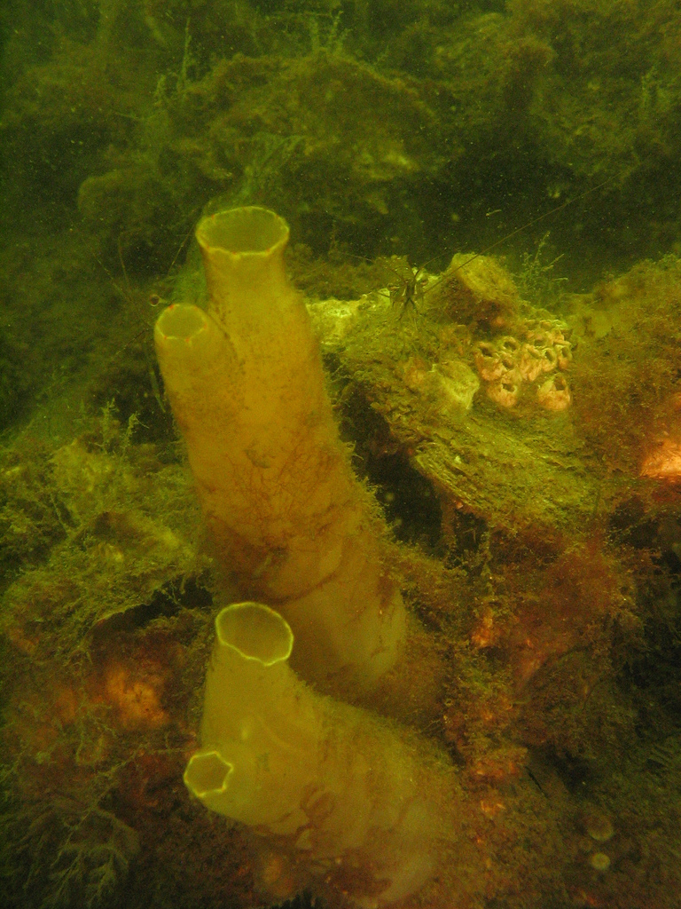 Ciona intestinalis